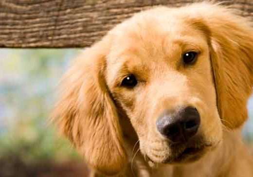 Où peut-on poster des annonces pour animaux et à quel prix ?