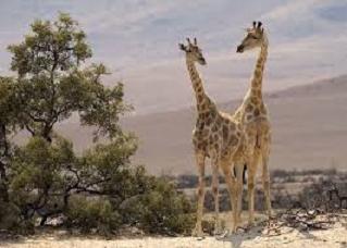 sejour-en-namibie